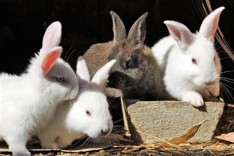 What Companionship Do Rabbits Need Rspca Knowledgebase