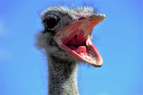 Free Images View Wildlife Beak Fauna Close Up Emu Vertebrate