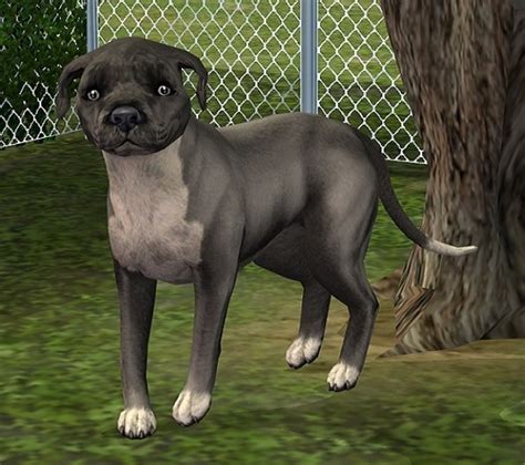 Mod The Sims English Staffordshire Bull Terrier
