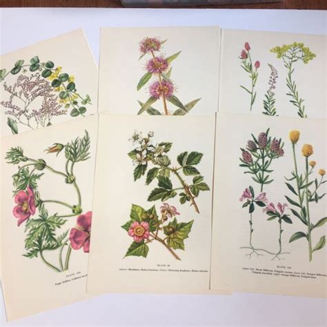 Lot6 Vintage Wildflower Botanical Prints 1954milkwortunframed78x10