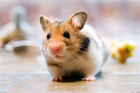 4k Hamsters Wallpapers High Quality Download Free
