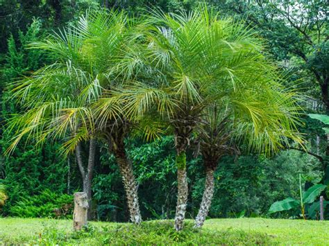 Robellini Palm Tree Growth Rate Laverna Rush