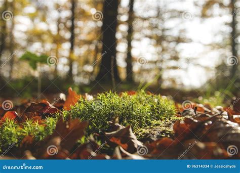 Detail Of Green Moss On The Autumnal Forest Stock Photo Image Of