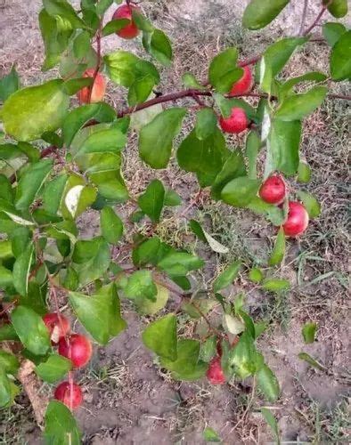 Full Sun Exposure Green Kashmiri Apple Ber Plant For Outdoor Rs 25