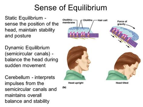 Turning On Your Equilibrium Again - Hearing Aids Hearing Loss | Pascagoula | Biloxi, Mississippi 