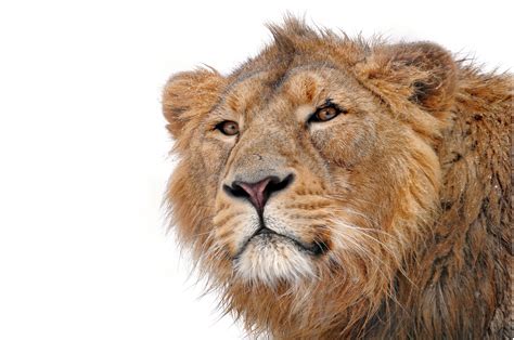Animals Lion Mammals Wallpapers Hd Desktop And Mobile