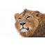 Animals Lion Mammals Wallpapers HD / Desktop And Mobile Backgrounds