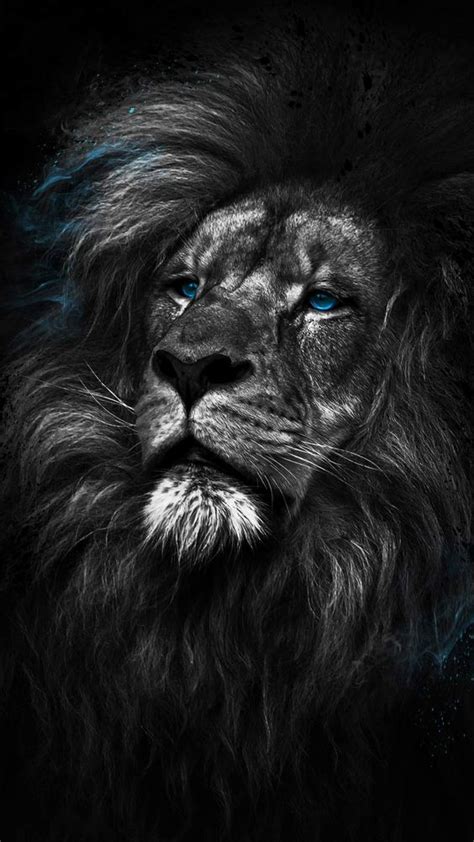 Beautify your iphone with a wallpaper from unsplash. Iphone 11 Pro Wallpaper Lion | Iphone Wallpaper