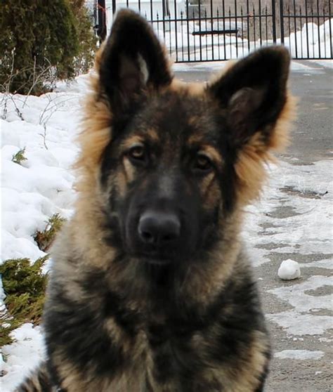 279 Best King Shepherd Dog Images On Pinterest German Shepherd