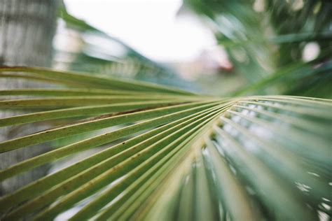 Green Palm Leaf · Free Stock Photo