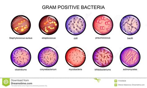 Gram Positive Bacteria Stock Vector Illustration Of Colony 110426638