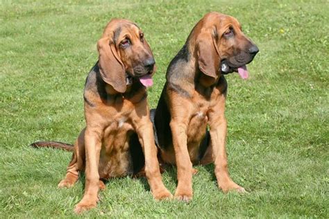 How Much Should A Bloodhound Weigh Hound Buddy