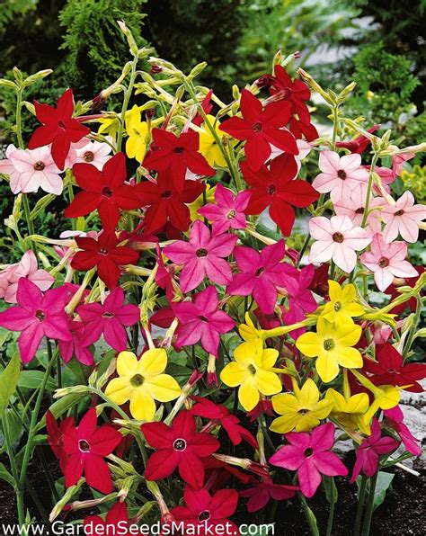 Ornamental Tobacco Mixed Seeds Nicotiana X Sanderae 9000 Seeds