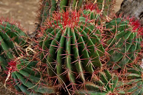 Red Thorns On A Barrel Cactus Barrel Cactus Dianne White Flickr
