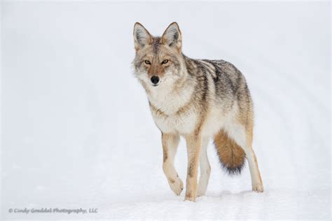 Coyote Portrait In Snow Cindy Goeddel Photography Llc