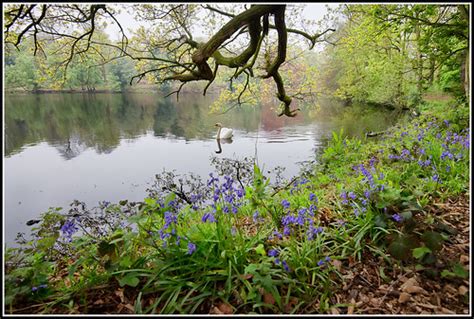 Swan Lake Bluebells At The Lake Nostell Priory Wakefield Stephen
