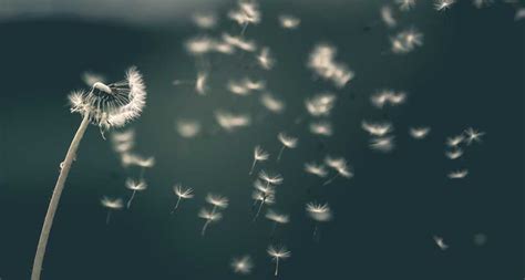 Dandelion Seeds Create A Bizarre Whirlpool In The Air To Fly