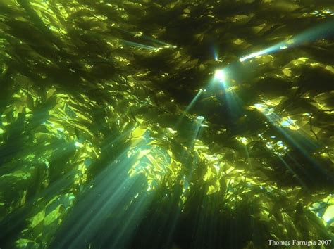 Study To Test Californias Kelp Forests For Radioactive Contamination