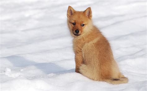 791040 Finnish Spitz Dogs Puppy Spitz Snow Rare Gallery Hd