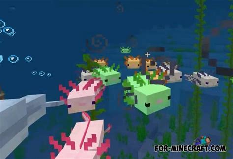 This is an unofficial application for minecraft pocket edition. Axolotl Addon v1.2 for Minecraft PE 1.16