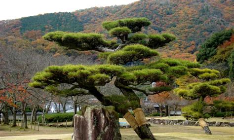Tree Of The Week ‘this Black Pine Represents How Nature Forces Change