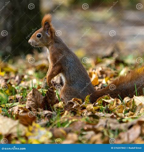 Eurasian Red Squirrel Sciurus Vulgaris At Old North Cemetery Of Munich