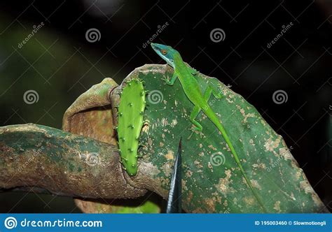 Green Anole Lizard Or Carolina Lizard Anolis Carolinensis Adult