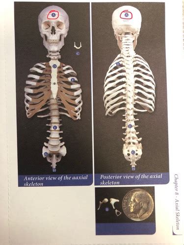 Axial Skeleton Flashcards Quizlet