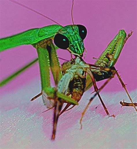 Praying Mantis Predator Of Insects 2 Of 2 Photograph By Leslie Crotty