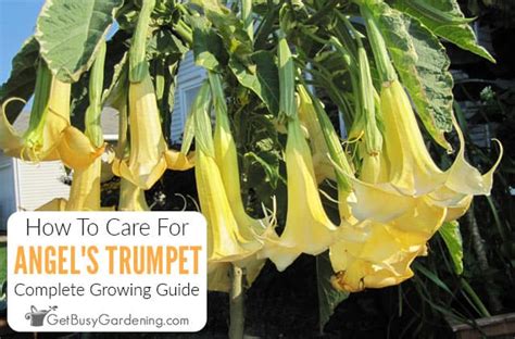 Angels Trumpet Care Guide How To Grow Brugmansias Get Busy Gardening