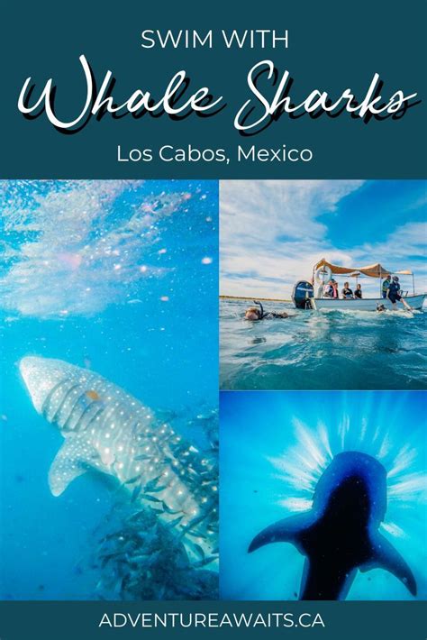 An Adventure Of A Lifetime Swimming With Whale Sharks In Mexico