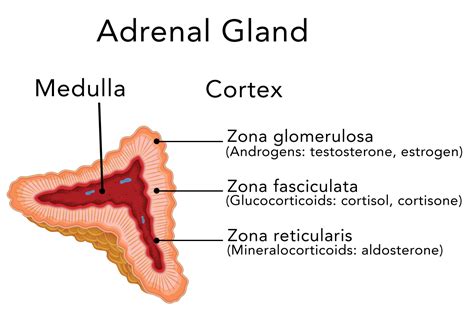 Anatomy Of The Adrenal Gland Bdashadow