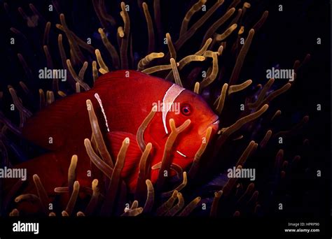 A Clownfish Amphiprion Percula Sheltering In Its Host Anemone