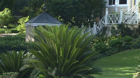 The trunks themselves are browning in spots and feature the texture of a real palm. The Sago Palm Plant Is a Hidden Danger for Your Pets - ABC ...