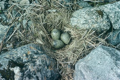 Common Gull Eggs Photograph By Anthony Cooperscience Photo Library