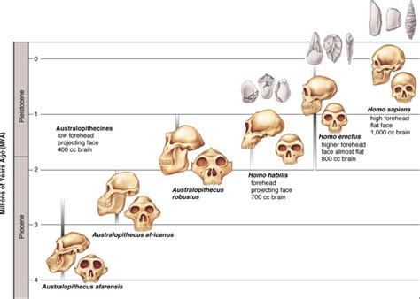 Human Evolution Dr Rajiv Desai