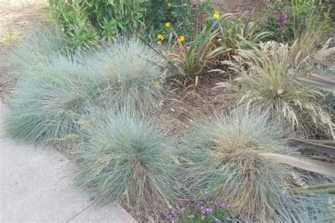 Festuca Californica California Fescue