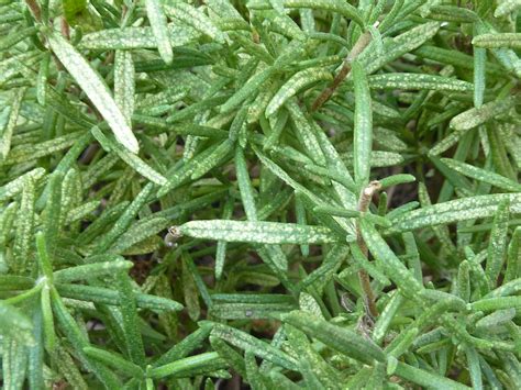 Mar 12, 2021 · black spots from mold insects can cause mold or mildew to grow on the rosemary plant. White spots on rosemary. See prior e-mail. Malka - Ask an ...