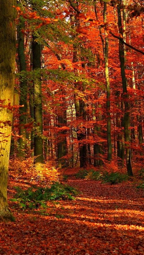 720p Free Download Autumn Walk Autumn Leaves Orange Red Trees