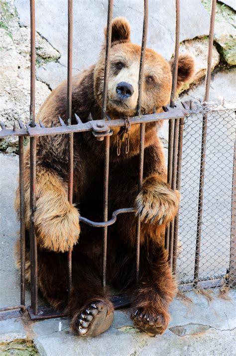 Wild Animals Should Not Be Kept In Captivity By Kamryn Hammond Medium