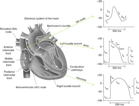 The Electrical System Of The Heart The Contraction Of The Heart Is Download Scientific Diagram