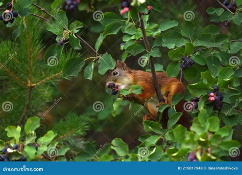 Squirrel Eating Berries On A Tree Stock Photo Image Of Animal Nature