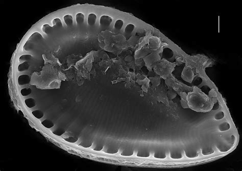Image Mo43401 Species Diatoms Of North America