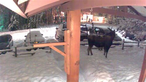 Moose Anchorage Alaska Motion Cam Youtube