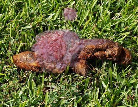 Blood In Dogs Poop A Vet Shares What To Do With Pictures
