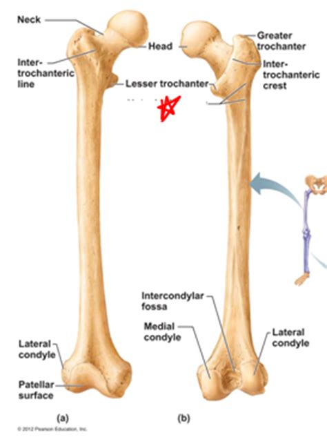 The lesser tubercle is a sharp, anterior projection of bone just below the humeral head. Pelvic Girdle Lab Practical - Anatomy And Physiology with ...