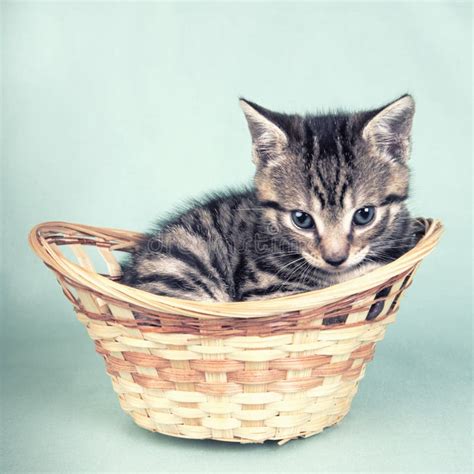 Cute Kitten In A Basket Stock Image Image Of Baby Fluffy 33534113