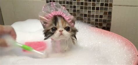 Pampered Kitty Puts Up With A Bath In The Funniest Way The Meow Post Daily Cat Blog