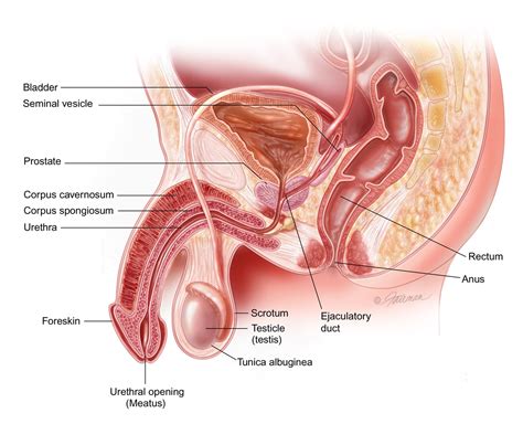 Prostatitis Infection Of The Prostate Symptoms Diagnosis
