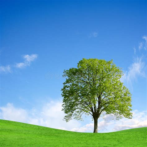 Single Tree On Hill Stock Photo Image Of Blue Hill 17789358